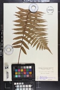 Dryopteris atrata image