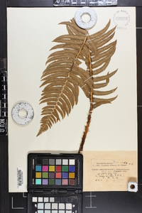 Dryopteris atrata image