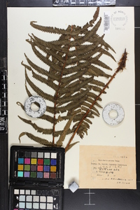 Dryopteris atrata image