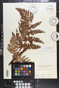 Dryopteris campyloptera image