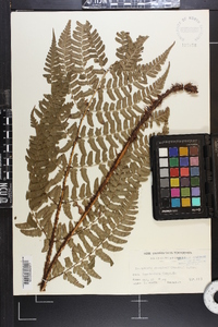 Dryopteris championii image