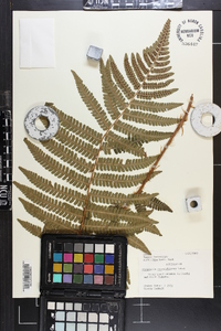 Dryopteris crassirhizoma image