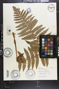 Dryopteris crassirhizoma image