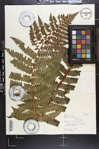 Dryopteris crassirhizoma image