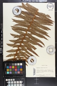 Dryopteris crassirhizoma image