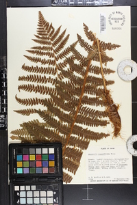 Dryopteris crassirhizoma image