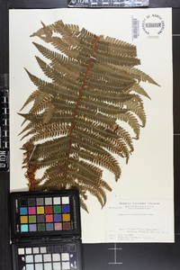 Dryopteris crassirhizoma image