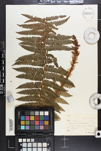 Dryopteris crassirhizoma image