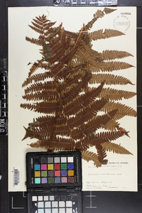 Dryopteris crassirhizoma image