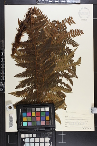 Dryopteris crassirhizoma image