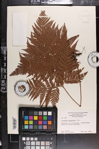 Lastreopsis decomposita image