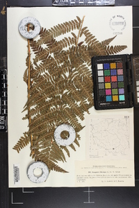 Dryopteris filix-mas image