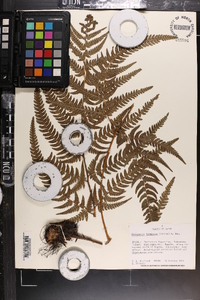 Dryopteris formosana image