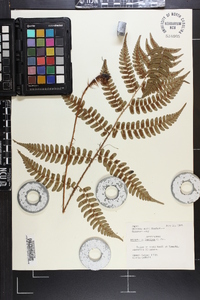 Dryopteris fuscipes image