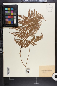 Dryopteris hondoensis image