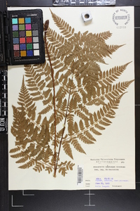 Dryopteris hondoensis image