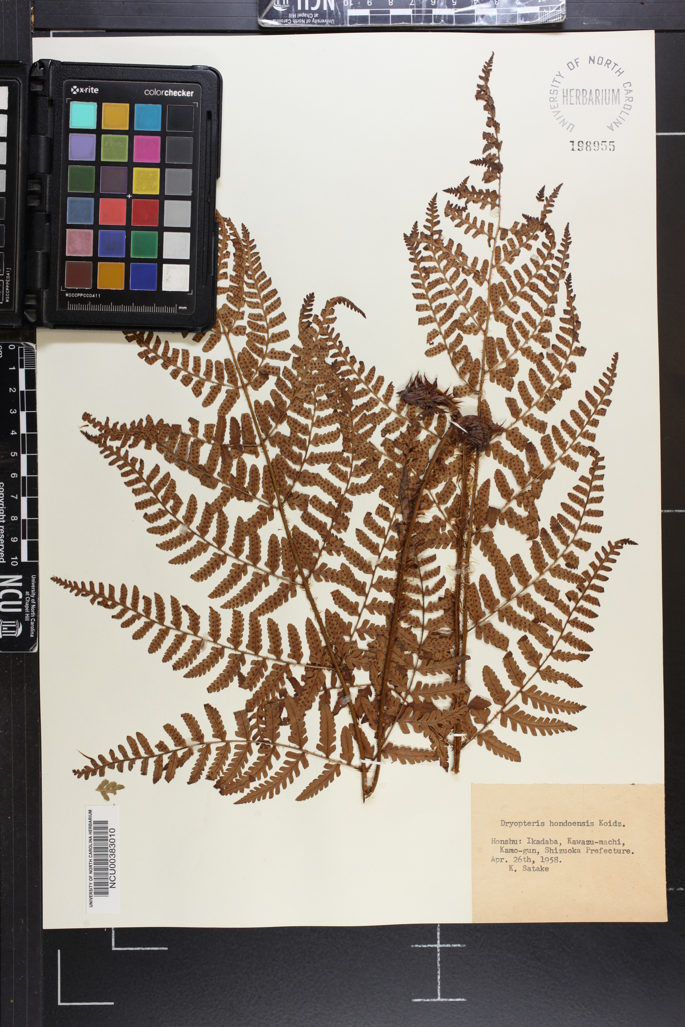 Dryopteris hondoensis image