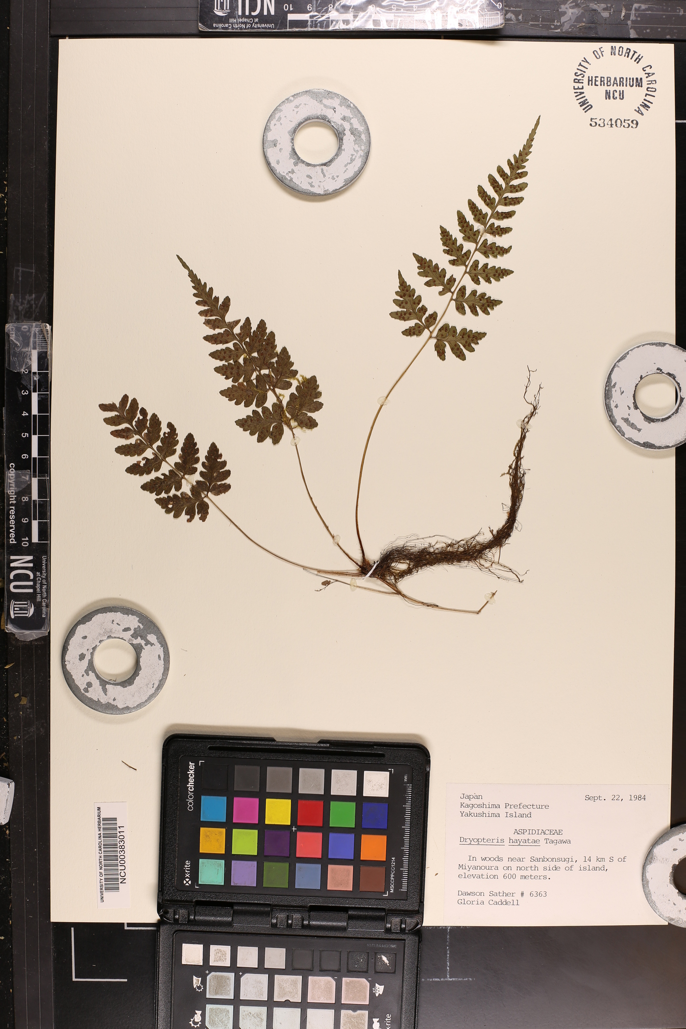 Dryopteris subexaltata image