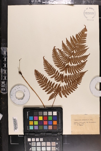 Dryopteris gymnosora image