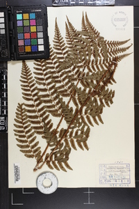 Dryopteris fuscipes image