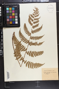 Dryopteris fuscipes image