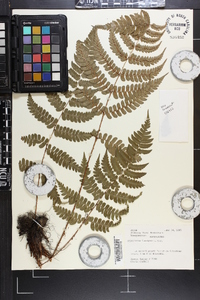 Dryopteris fuscipes image