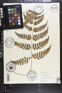 Dryopteris fuscipes image