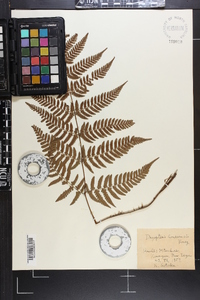 Dryopteris hondoensis image