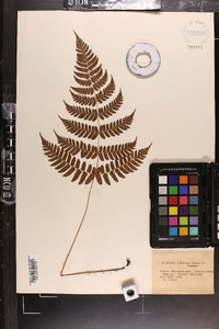 Dryopteris indusiata image