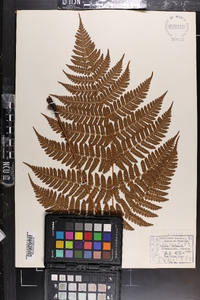 Dryopteris indusiata image