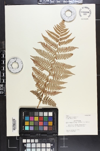 Dryopteris lacera image