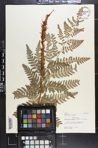 Dryopteris lacera image