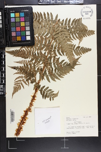 Dryopteris lacera image