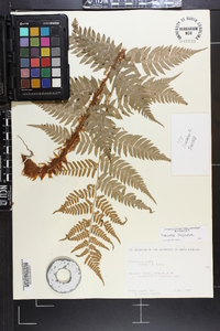 Dryopteris lacera image