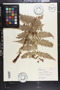 Dryopteris lacera image