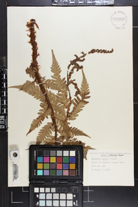 Dryopteris lacera image