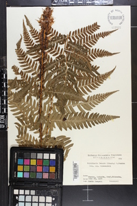 Dryopteris lacera image