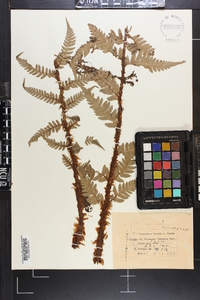 Dryopteris lacera image