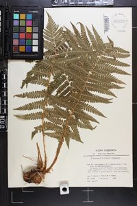 Dryopteris tavelii image