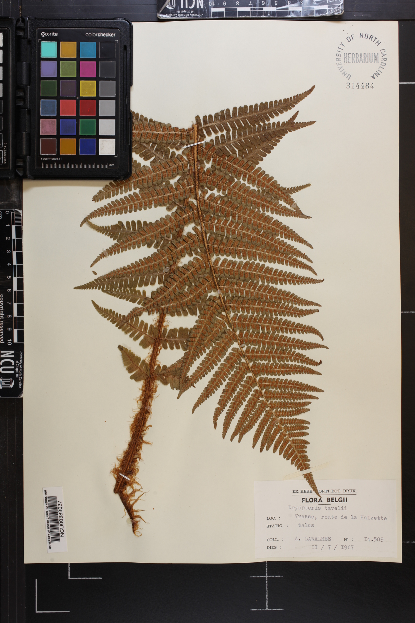 Dryopteris tavelii image