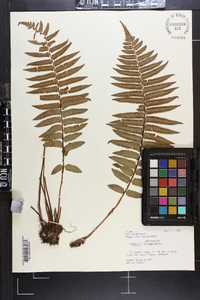 Dryopteris wallichiana image