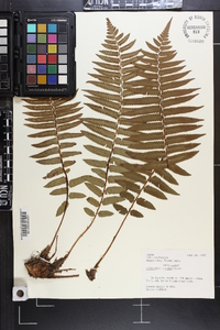 Dryopteris wallichiana image