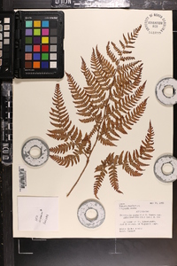 Dryopteris varia image