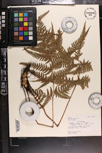 Dryopteris varia image