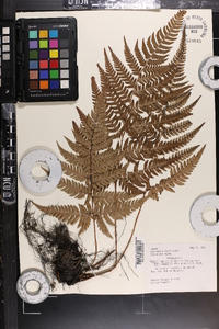 Dryopteris varia image