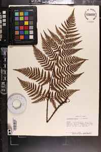 Dryopteris varia image