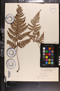 Dryopteris varia image