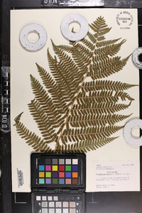 Dryopteris monticola image