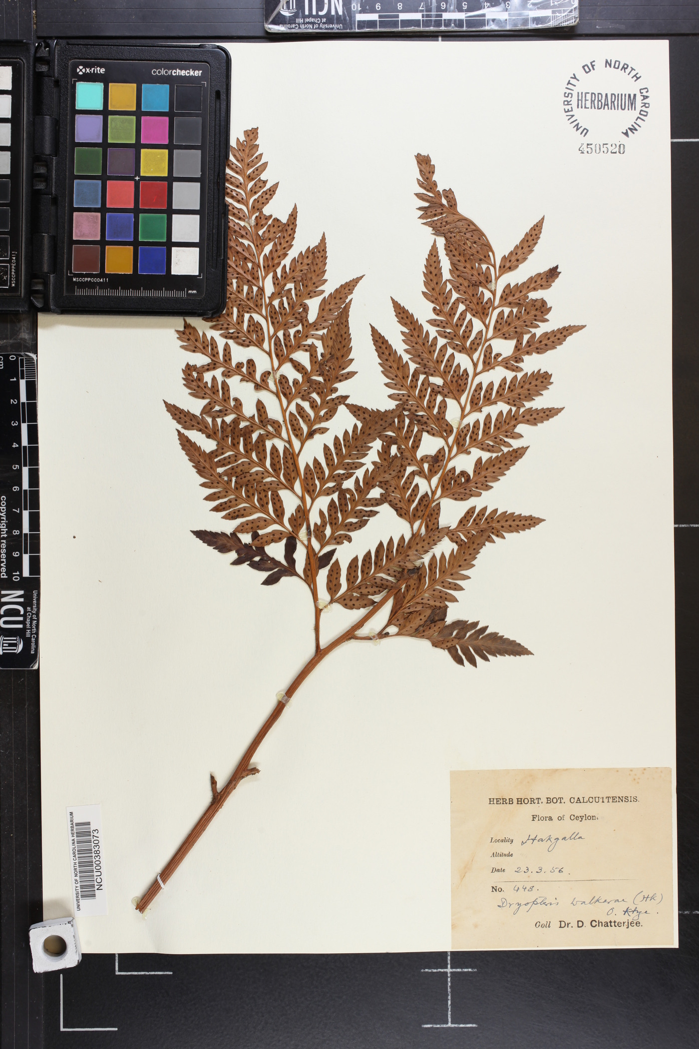 Polystichum walkerae image