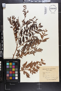 Polystichum walkerae image